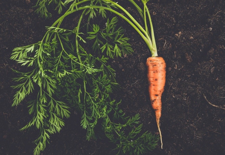 fresh-carrot-on-the-soil-background-PSKQFQG_large البوليتر - مقــــالات