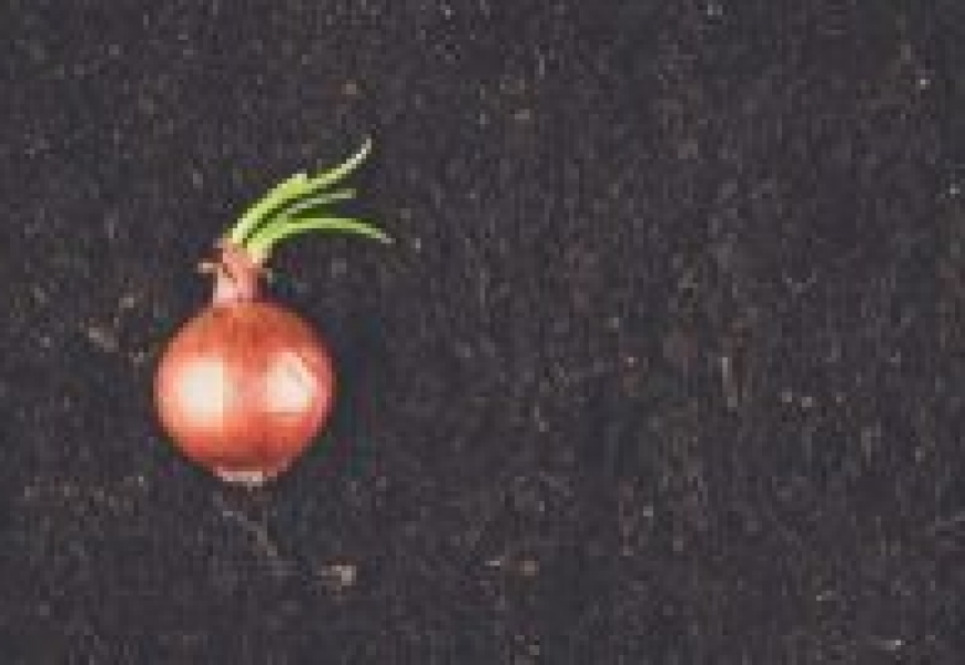 fresh-sprouts-of-green-onions-PW2WL8G-e1549620303208_large البوليتر - مقــــالات