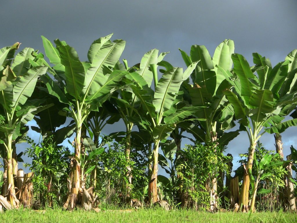 bananiers-polyter البوليتر - زراعة الاحياء – زراعة الكروم 