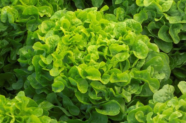 salad-polyter البوليتر - سوق البستنة