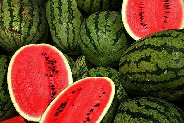watermelon-polyter POLYTER ®  - Jardines