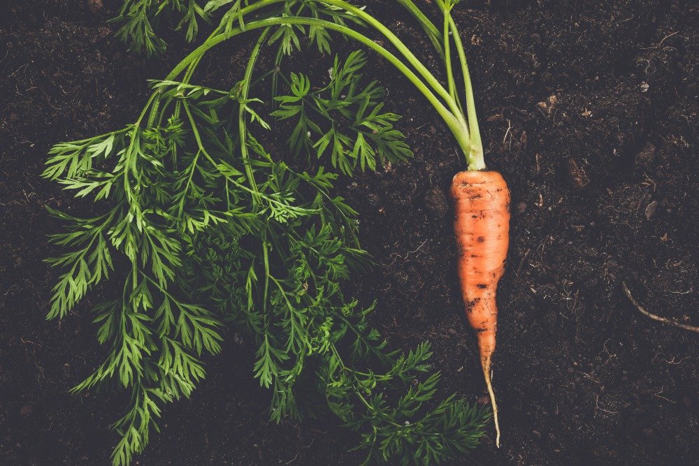 fresh-carrot-on-the-soil-background-PSKQFQG blog